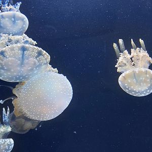 Lagoon and Spotted Jellies