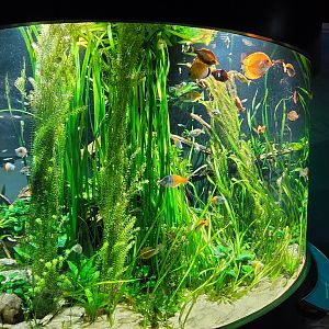 Large freshwater tank