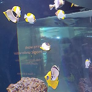 Butterfly fish ID