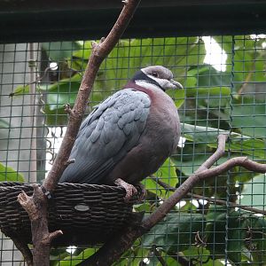 Collared Imperial-Pigeon