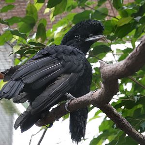 Long-wattled umbrellabird
