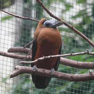 Capuchinbird