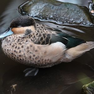 Hottentot teal
