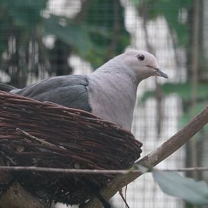 Pink-headed imperial-pigeon