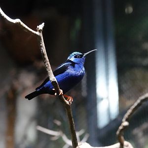 Red-legged honeycreeper
