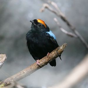 Blue-backed manakin