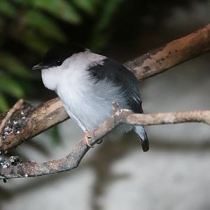 White-bearded manakin
