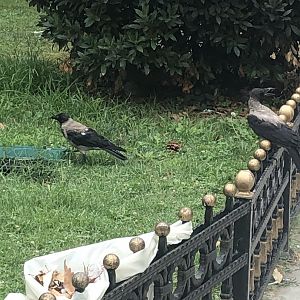 Indian house or hooded crows?