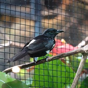 Fulvous-crested tanager