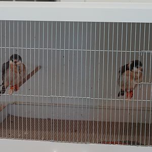 African pygmy-falcon youngsters