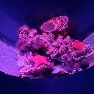 Red Octopus Tank