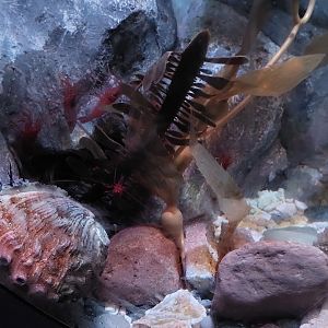 Red Abalone and Catalina Cleaner Shrimp Tank