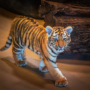 Mila the Amur Tiger girl