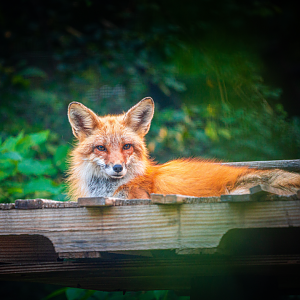 Todd the male Red Fox