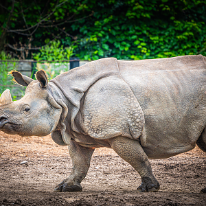 Ashakiran the female Indian Rhino
