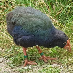 South Island Takahe (Porphyrio hochstetteri) 2020