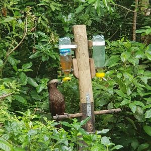 North Island Kaka (Nestor meridionalis septentrionalis) 2020