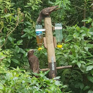 North Island Kaka (Nestor meridionalis septentrionalis) 2020