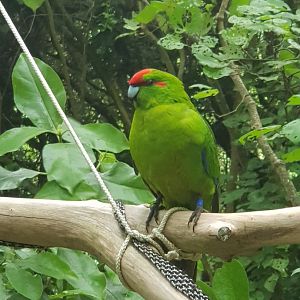 Red-crowned Parakeet (Cyanoramphus novaezelandiae) 2020