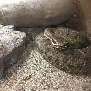Arizona Ridge-nosed Rattlesnake