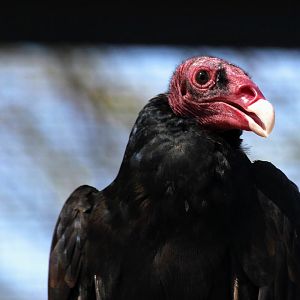 Turkey Vulture