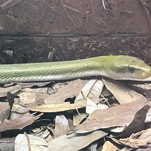Green Rat Snake