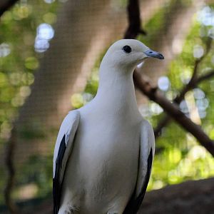 Pied Imperial Pigeon