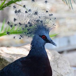 Victoria Crowned-Pigeon