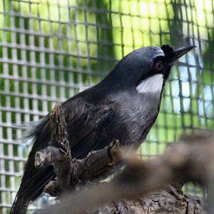 Black-throated Laughingthrush