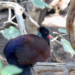 Green-naped Pheasant-Pigeon