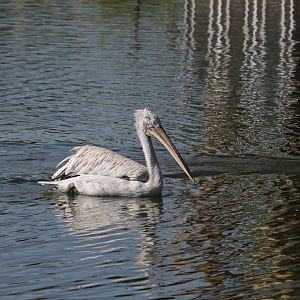 Pink-backed Pelican