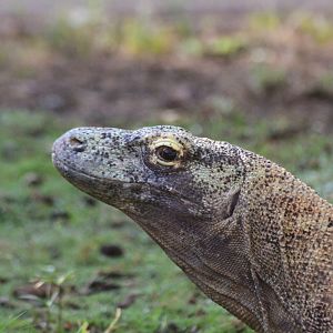 Komodo Dragon