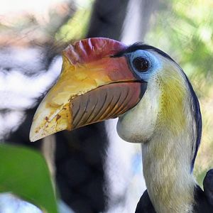 Wrinkled Hornbill