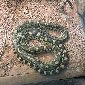 Sonoran Gopher Snake