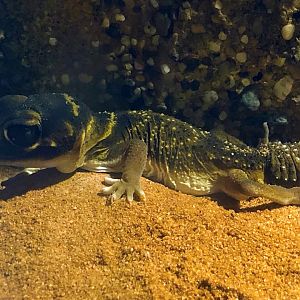 Northern Banded Knobtail Gecko