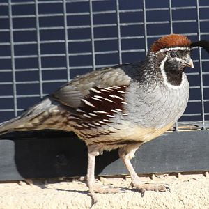 Gambel's Quail