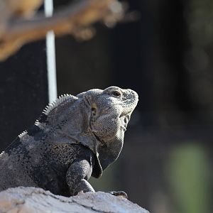 Spiny-tailed Iguana