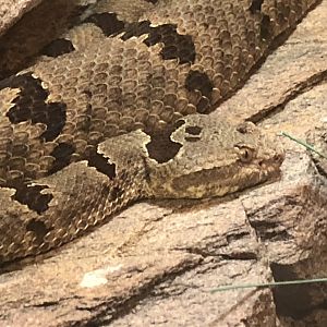 Banded Rock Rattlesnake