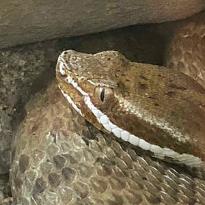 Arizona Ridge-nosed Rattlesnake