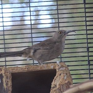 Curve-billed Thrasher