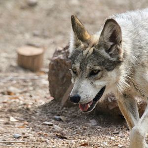 Mexican Gray Wolf