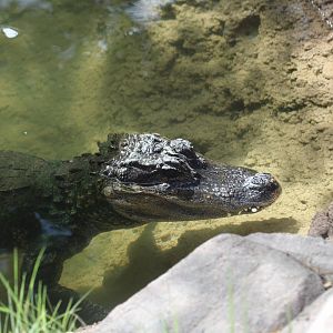 Chinese Alligator