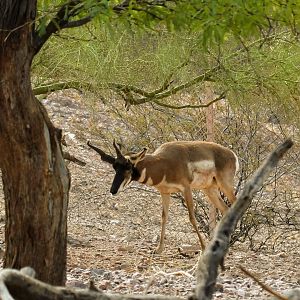 Baja California Pronghorn