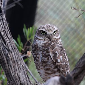 Burrowing Owl