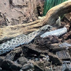 Plains Hognose Snake