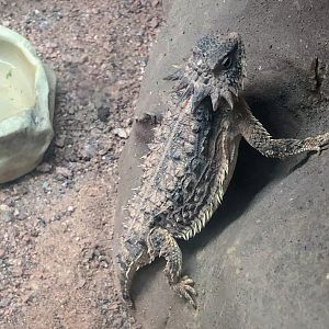 Regal Horned Lizard
