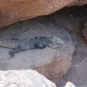 Spiny-tailed Iguana