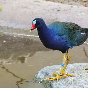Purple Gallinule