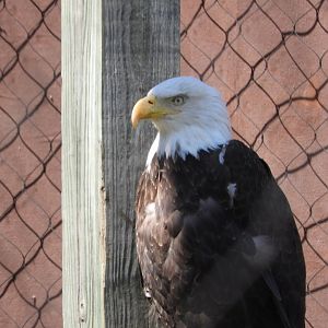 Bald Eagle (Haliaeetus leucocephalus)