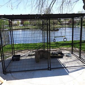 Striped Skunk outdoor exhibit - New in 2021
